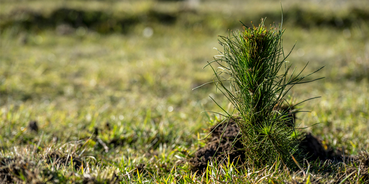 BRINGING FARMING AND FORESTRY TOGETHER