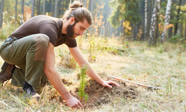 PROJECT CALLS FOR MORE FORESTRY