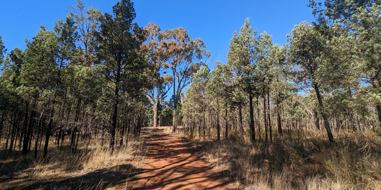 NEW VALUATIONS FOR FORESTRY