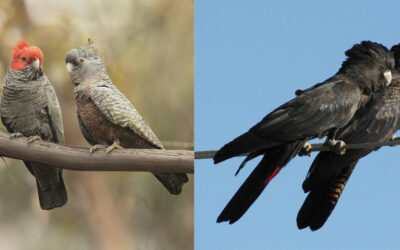 AFPA confronts Cockatoo Recovery Plan assumptions