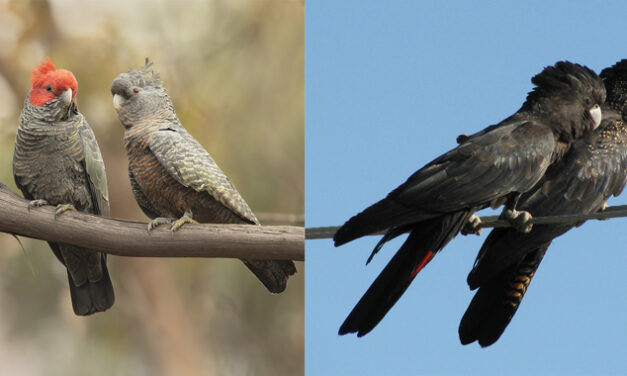 AFPA confronts Cockatoo Recovery Plan assumptions