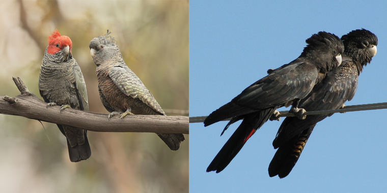 AFPA confronts Cockatoo Recovery Plan assumptions